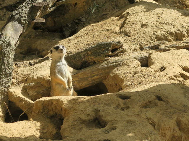 Erdm&auml;nnchen in Tampa's Lowry Park Zoo (11. Nov.)
