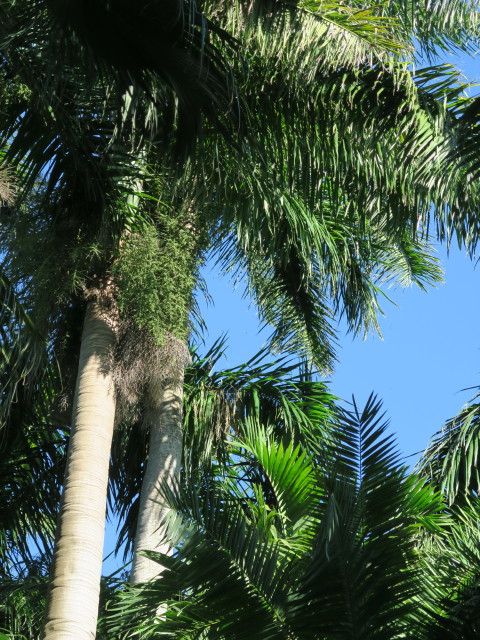 Sunken Gardens in St. Petersburg (11. Nov.)