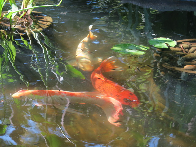 Sunken Gardens in St. Petersburg (11. Nov.)