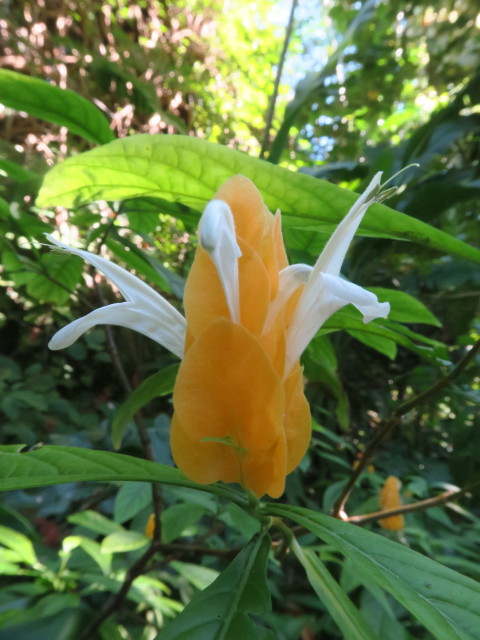 Sunken Gardens in St. Petersburg (11. Nov.)