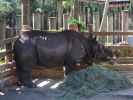 Panzernashorn in Tampa's Lowry Park Zoo (11. Nov.)