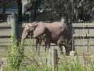 Afrikanischer Elefant in Tampa's Lowry Park Zoo (11. Nov.)