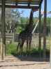 Giraffe in Tampa's Lowry Park Zoo (11. Nov.)
