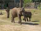Afrikanische Elefanten in Tampa's Lowry Park Zoo (11. Nov.)