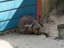 Wallaby in Tampa's Lowry Park Zoo (11. Nov.)