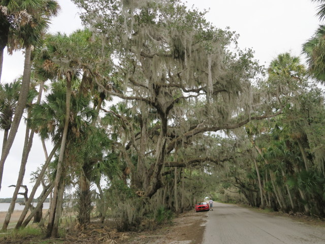 Ich im Myakka River State Park (12. Nov.)