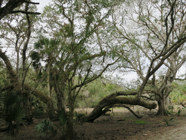 Myakka River State Park (12. Nov.)