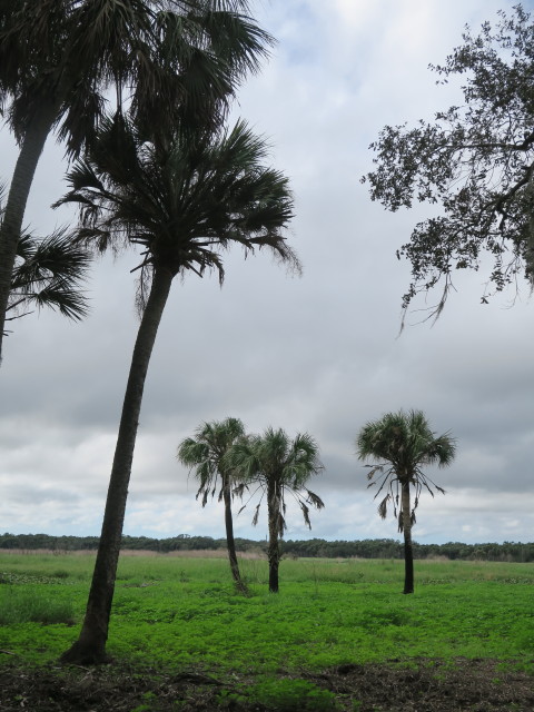 Myakka River State Park (12. Nov.)