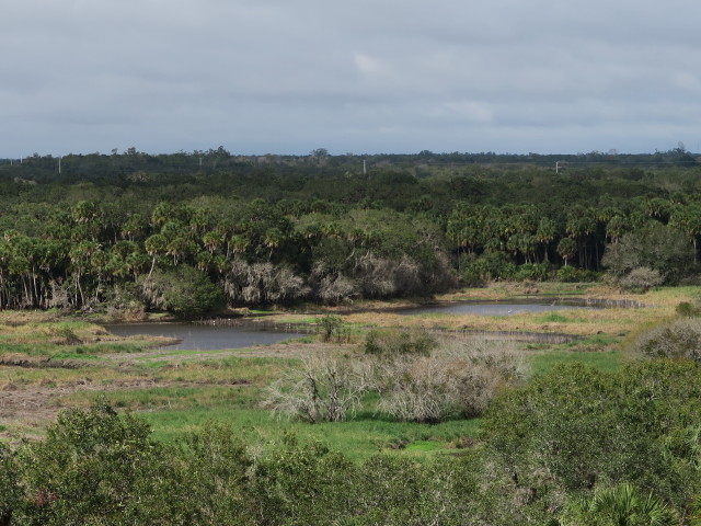 Myakka River State Park vom Canopy Walk aus (12. Nov.)