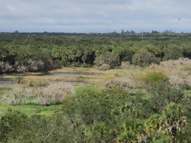 Myakka River State Park vom Canopy Walk aus (12. Nov.)