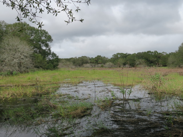 Myakka River State Park (12. Nov.)