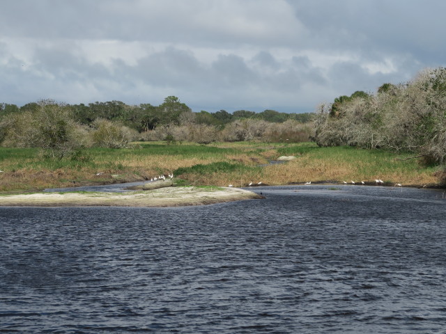 Myakka River im Myakka River State Park (12. Nov.)