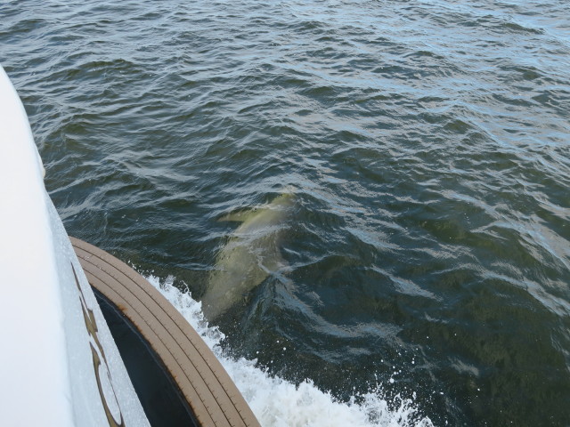 Lady Chadwick (13. Nov.)