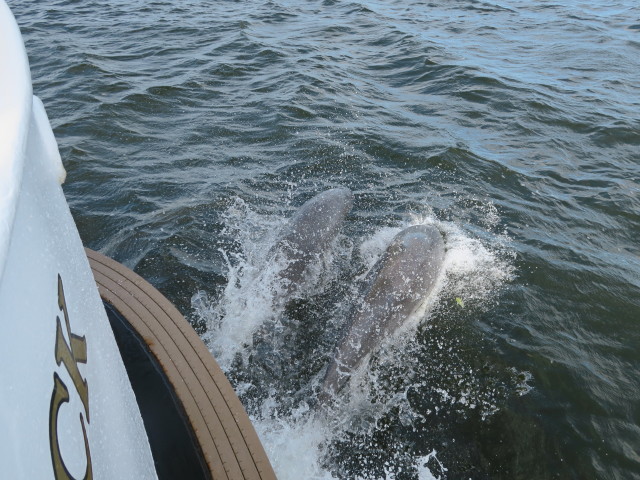 Lady Chadwick (13. Nov.)