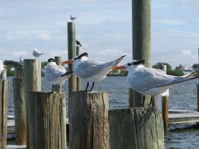 Cabbage Key (13. Nov.)