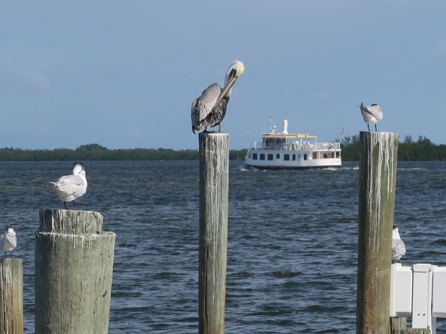 Lady Chadwick von Cabbage Key aus (13. Nov.)