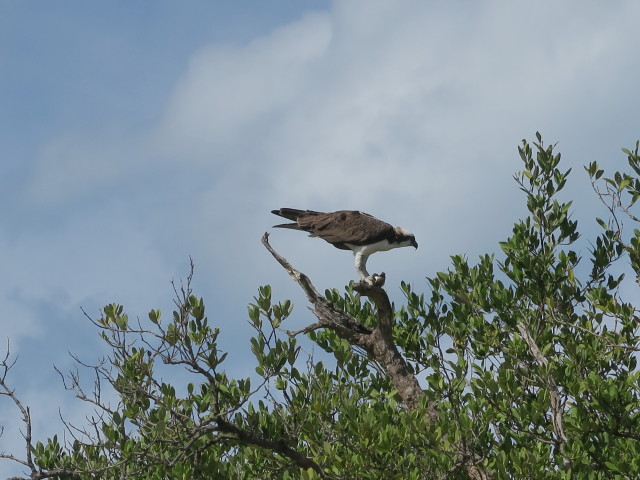 Cabbage Key (13. Nov.)