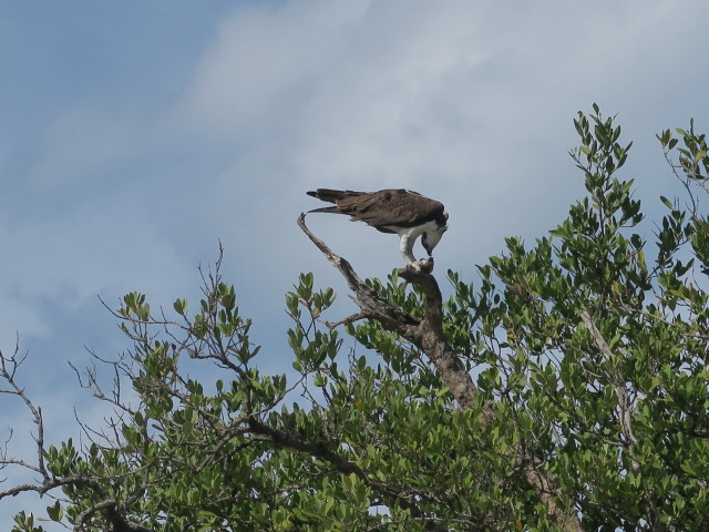 Cabbage Key (13. Nov.)