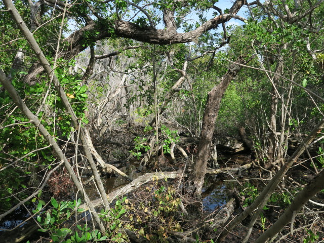 Cabbage Key (13. Nov.)