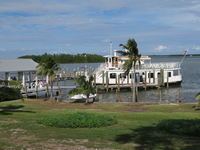 Lady Chadwick auf Cabbage Key (13. Nov.)