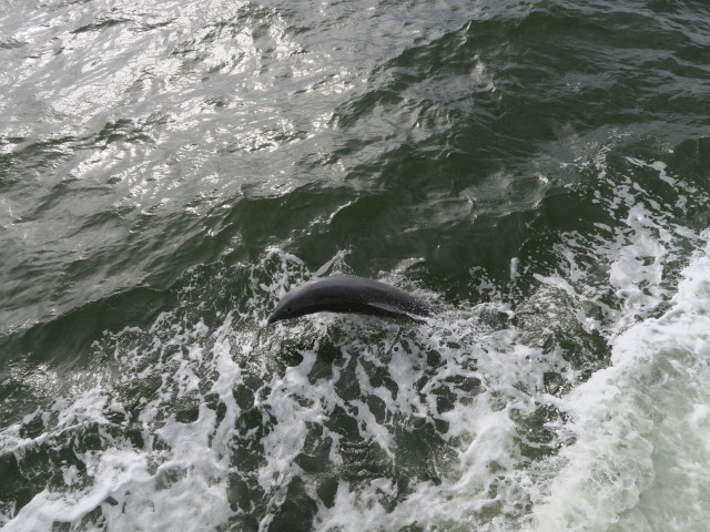 von der Lady Chadwick aus (13. Nov.)