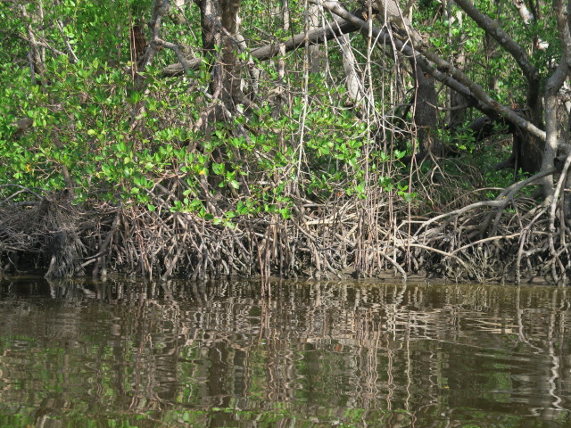 Barron River (14. Nov.)