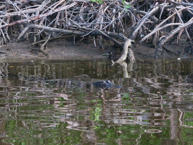 Barron River (14. Nov.)