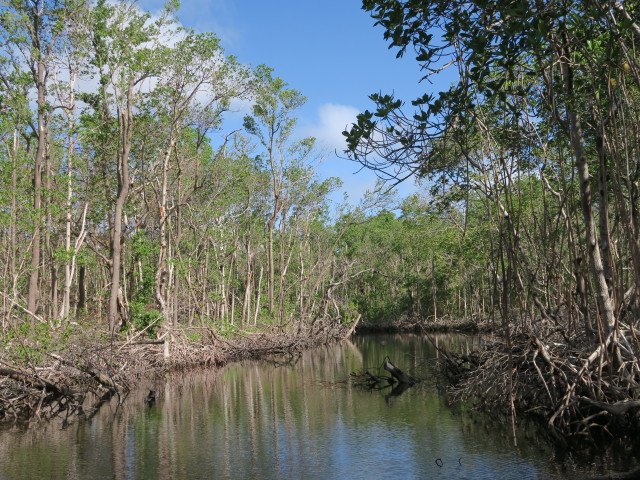 Barron River (14. Nov.)