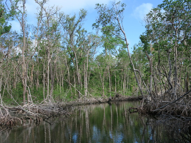 Barron River (14. Nov.)