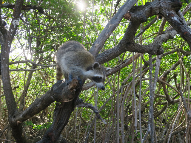 Barron River (14. Nov.)