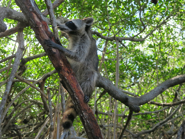 Barron River (14. Nov.)