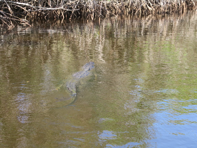 Barron River (14. Nov.)