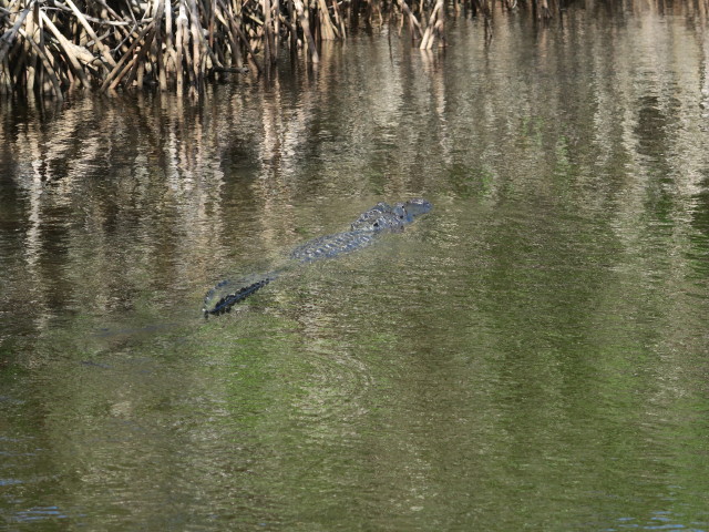 Barron River (14. Nov.)