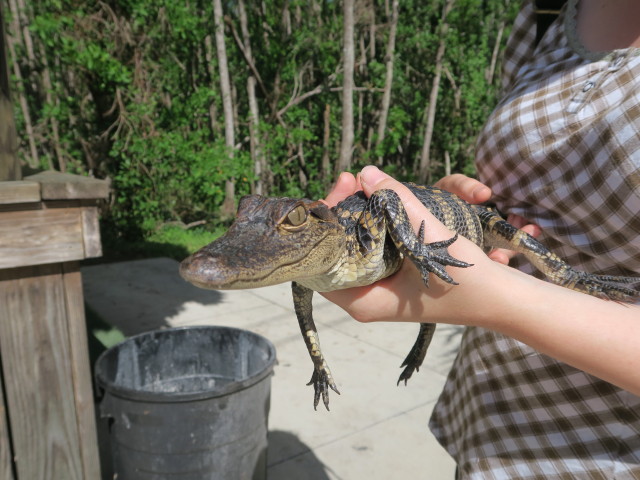 Sabine am Everglades City Boardwalk (14. Nov.)