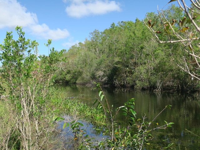 beim H. P. Williams Roadside Park im Big Cypress National Preserve (14. Nov.)