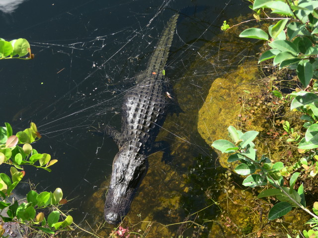 beim Big Cypress National Preserve Visitor Center (14. Nov.)