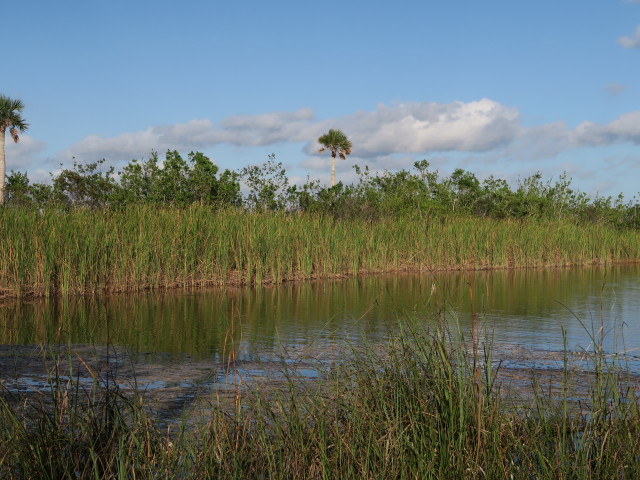 beim Ernest F. Coe Visitor Center im Everglades National Park (14. Nov.)