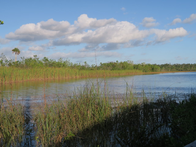 beim Ernest F. Coe Visitor Center im Everglades National Park (14. Nov.)