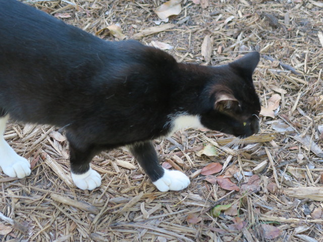 beim Ernest Hemingway House in Key West (15. Nov.)