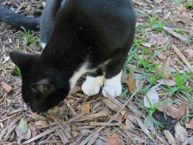 beim Ernest Hemingway House in Key West (15. Nov.)