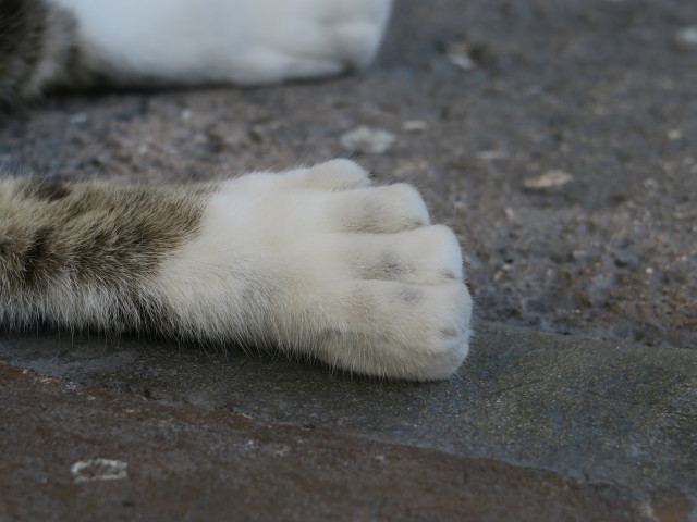beim Ernest Hemingway House in Key West (15. Nov.)