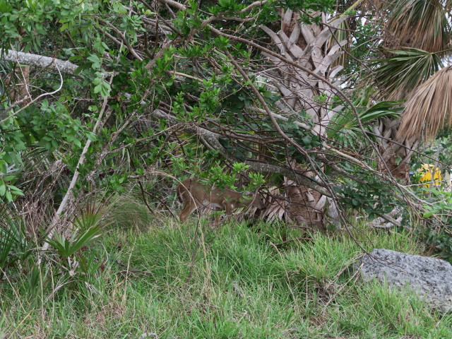 National Key Deer Refuge (16. Nov.)