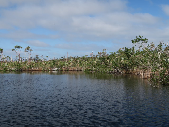 Blue Hole im National Key Deer Refuge (16. Nov.)