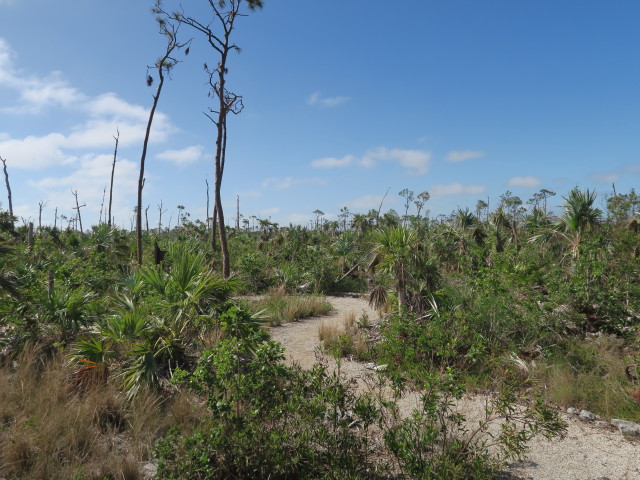 Mannillo Trail im National Key Deer Refuge (16. Nov.)
