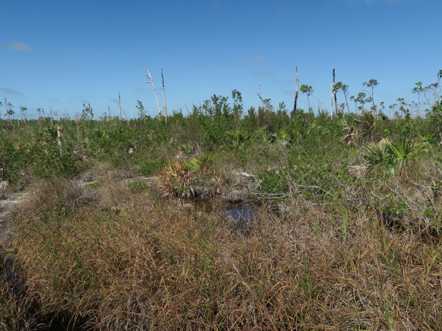 beim Mannillo Trail im National Key Deer Refuge (16. Nov.)