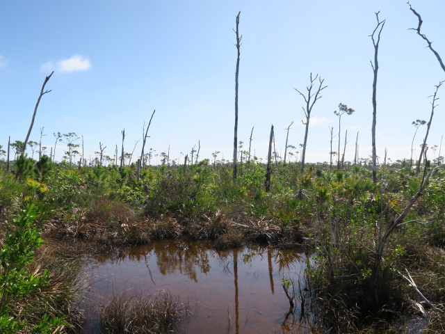 beim Mannillo Trail im National Key Deer Refuge (16. Nov.)