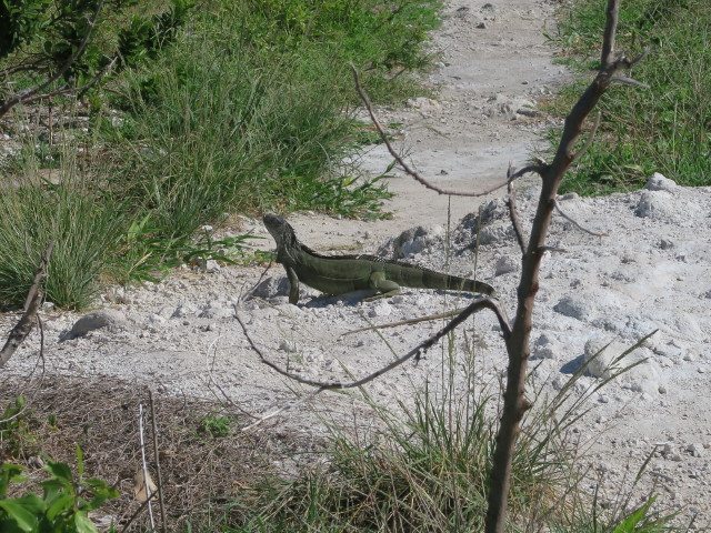 bei der Bahia Honda Bridge (16. Nov.)