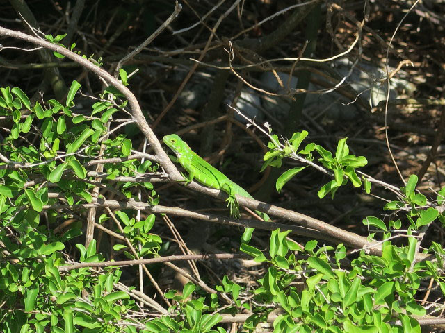 bei der Bahia Honda Bridge (16. Nov.)