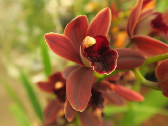 Blumengärten Hirschstetten