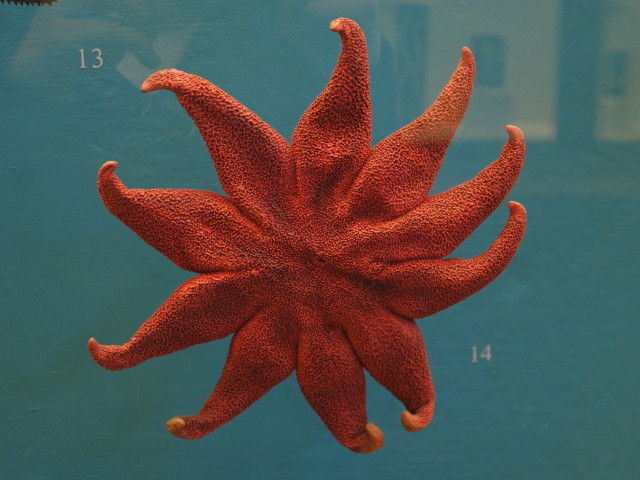 Sammlung Niedere Tiere